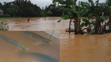 Ikan Arwana masuk ke Rumah Warga Terbawa Banjir