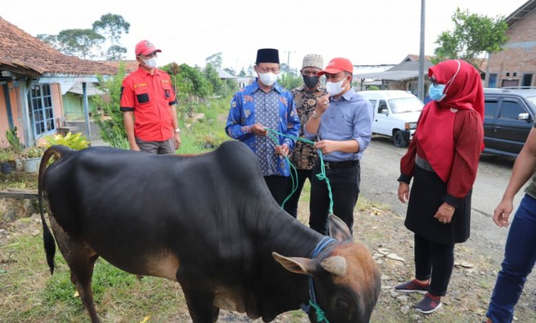 Bupati