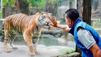 Foto: Wagubsu Musa Rajekshah saat bertemu Jenderal (nama seekor Harimau Sumatera) yang sempat di asuhnya.