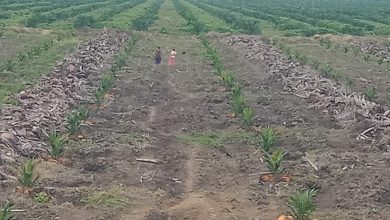 Foto: Afdeling 2 Kanau PTPN III, (Desa N2, Kec Bilah Hulu, Labuhanbatu, Sumut)